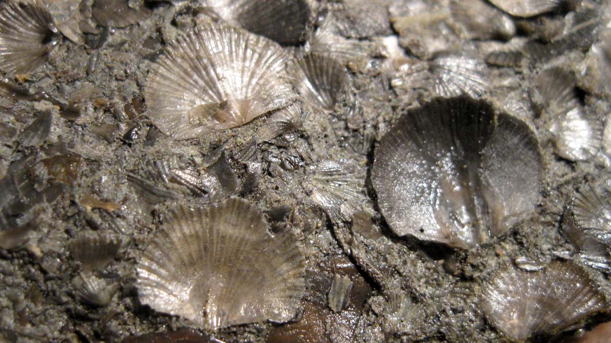 The Agatelady Adventures and Events Ohio Fossil Hunting