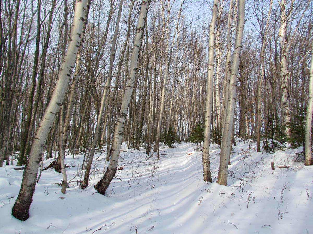 Birch Trees Snow