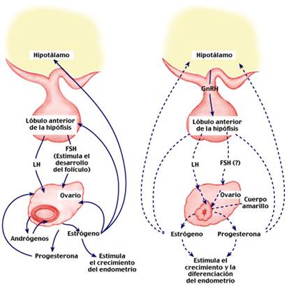 Sintesis de esteroides ovaricos