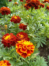 tagetes patula (clavel chino)