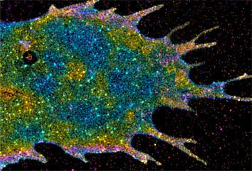 The three-dimensional distribution of membrane proteins within a cell.