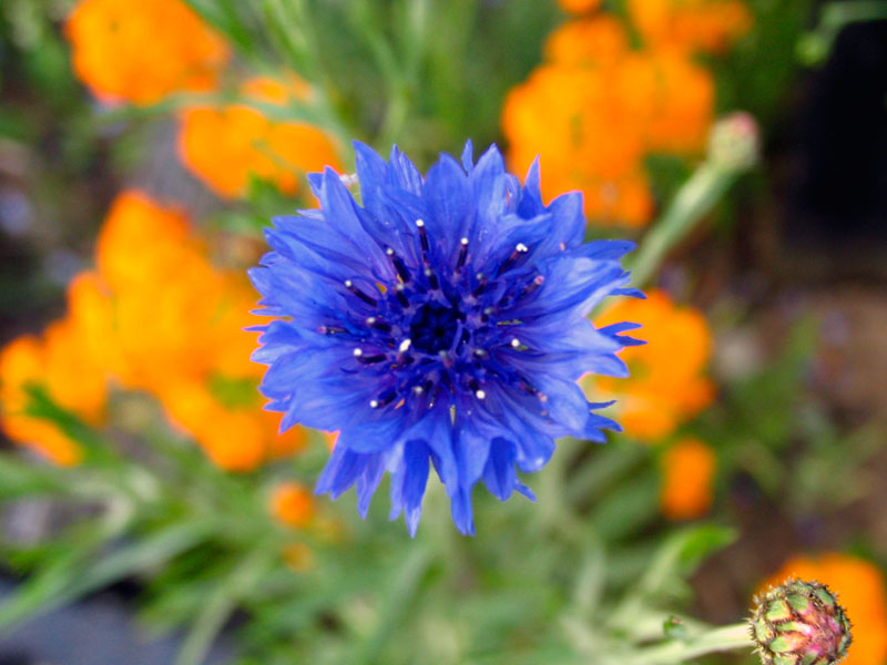 [blue-flower2.jpg]