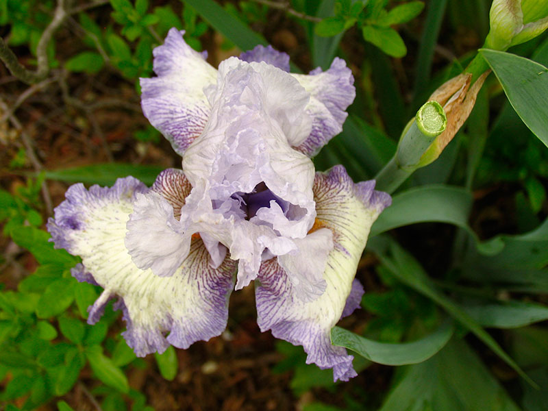 [lacy-purple-white-iris.jpg]