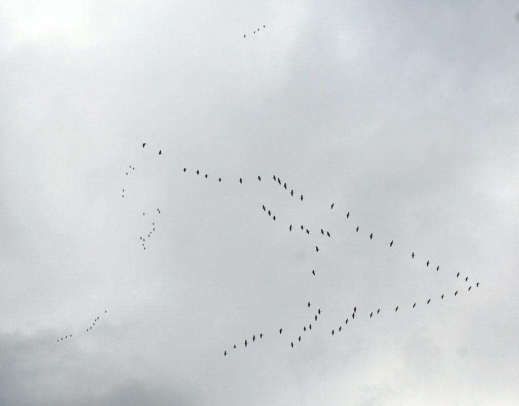 Poppular Photography Cranes Flying South