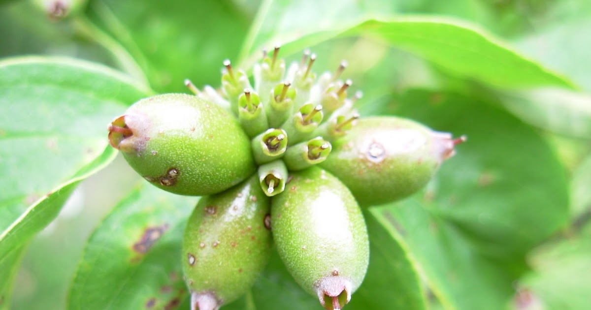 Marna's Gardens: Daylily seed pods - Stella D'oro seeds available