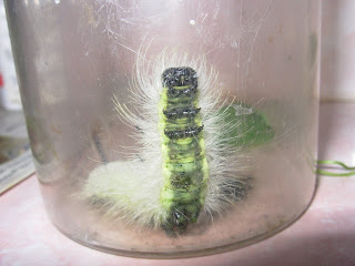 Marna S Gardens One Stubborn Caterpillar