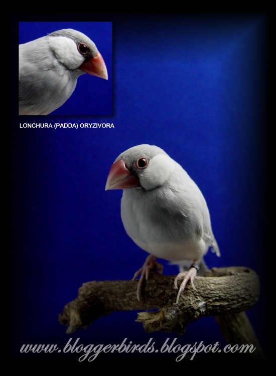 [Pardal+de+java.jpg]