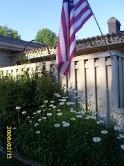 the daisies bloomed the day we moved!