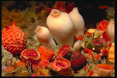 Sponges & Cup Corals