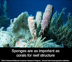 Sponge & Coral Reef