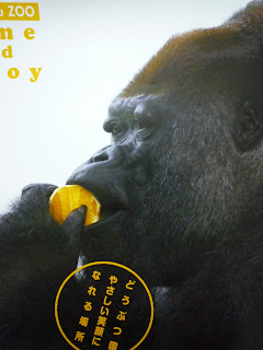 Gorilla 日記: 浜松市動物園 <b>ゴリラ</b>のショウ君ポスター ２