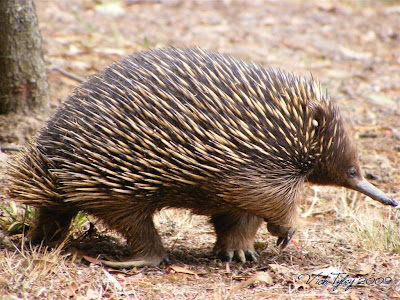 Echidna EH Hewan Yang Memiliki Senjata Tajam Sebagai Pelindung