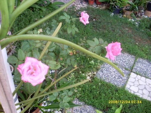 [SL371509.JPG]
