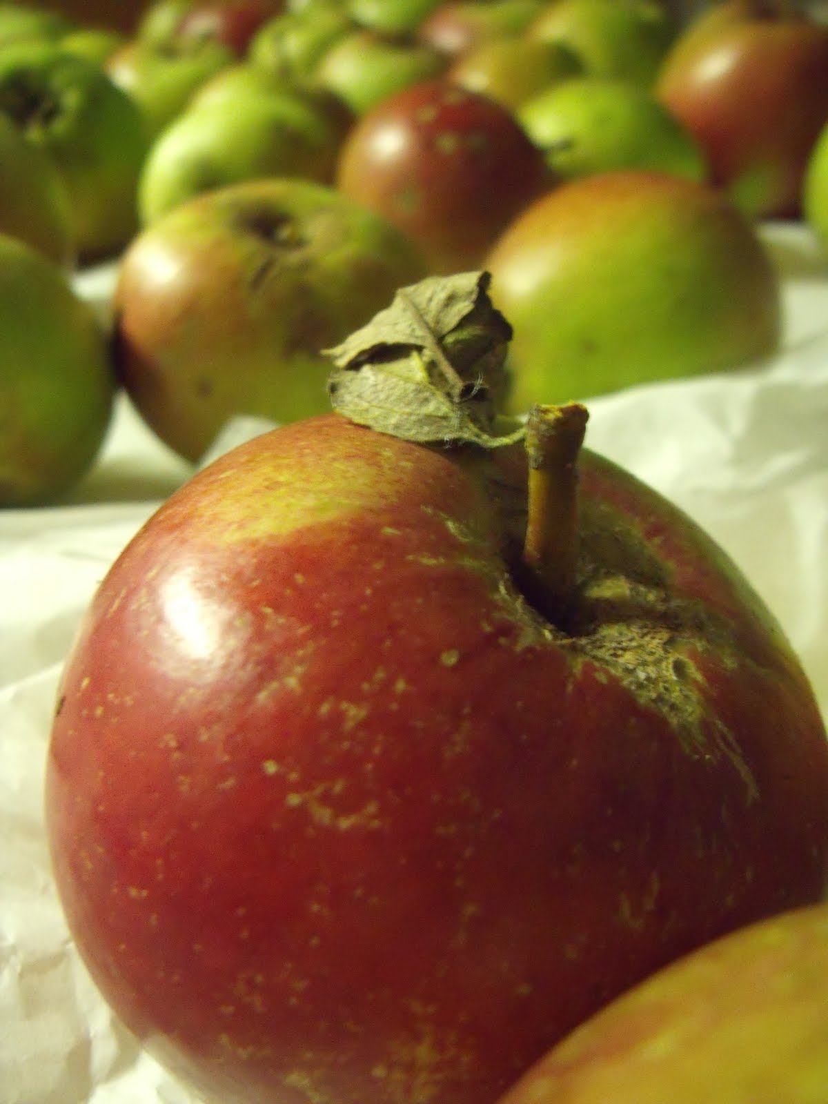 [August+2009+038.jpg]