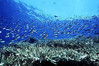 Laut Banda