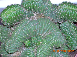 Trichocereus Spachanoi cristado