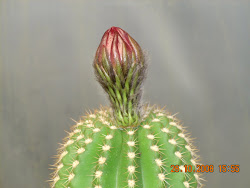 Botón de Trichocereus Spachianus