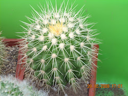 Echinocactus grusonii juvenil (asiento de la suegra)