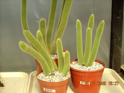 Ejemplares de Loxantocereus aureospinnus