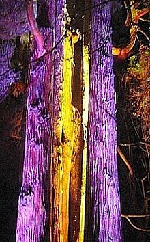 Illuminated Tree-trunks
