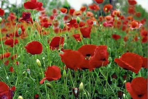 Poppy Field
