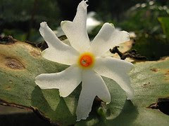 Shefali Flower
