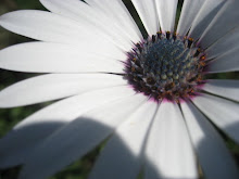 AUNQUE ARRANQUES LOS PÉTALOS, NO QUITARÁS SU BELLEZA A LA FLOR. TAGORE.