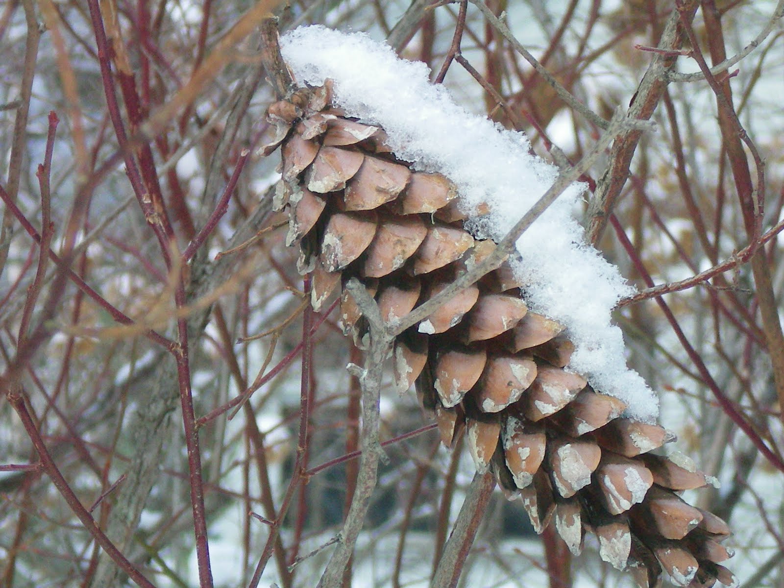 [pinecone+in+the+snow.jpg]
