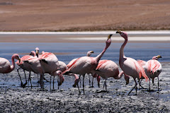 Bolivian flamingoes