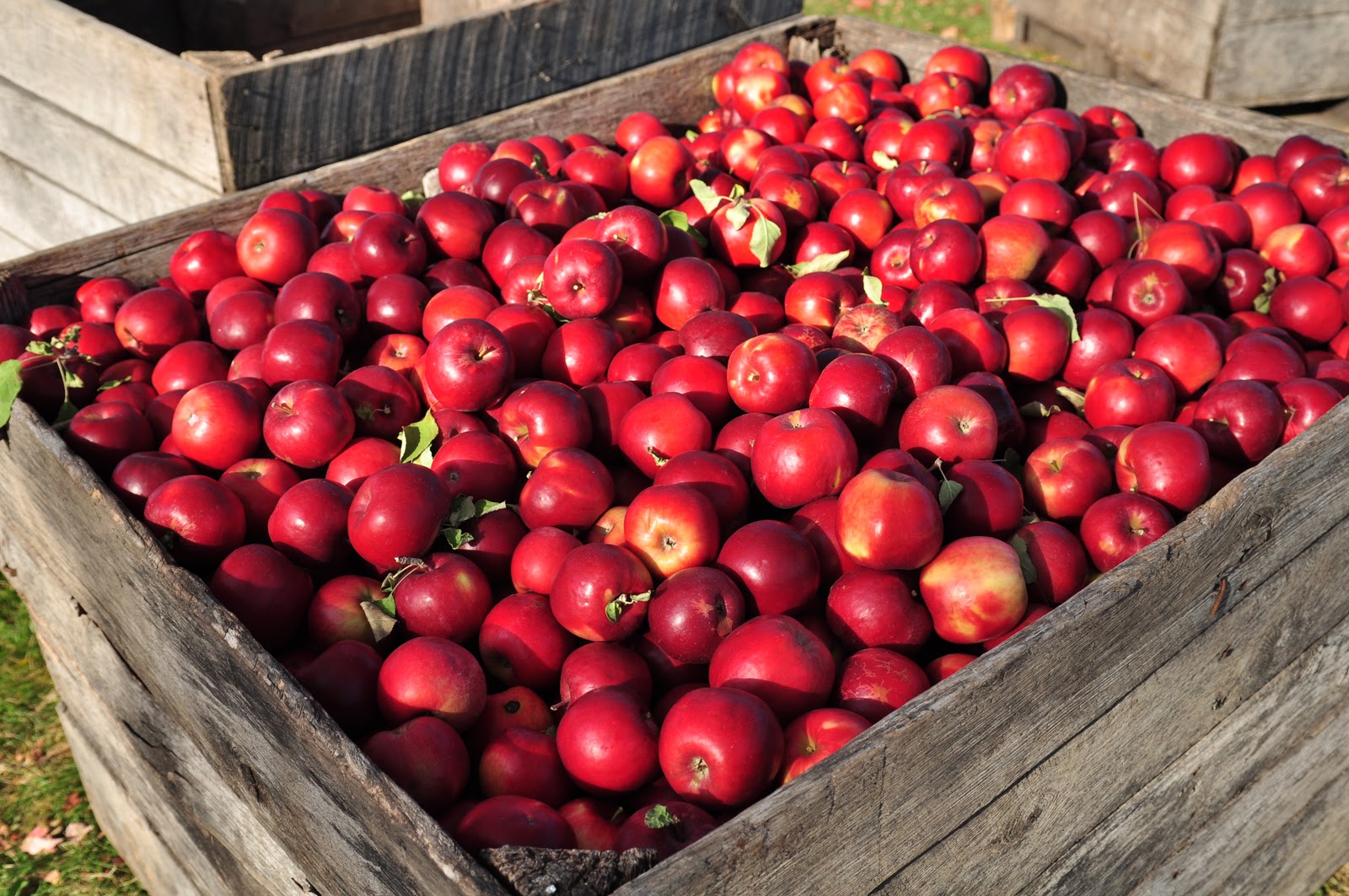Kensho Studio Apple Fest in Charlevoix, MI