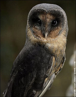 Buzón de Victoire Weasley Black+barn+owl