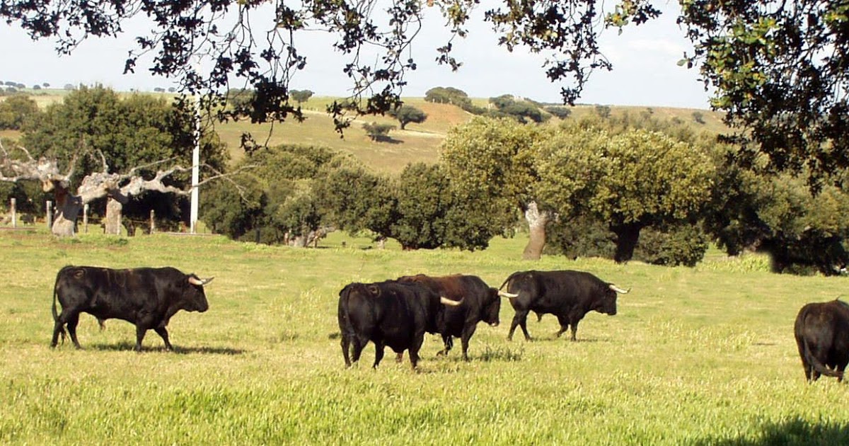 A L M A S A M Tus Cinco Toritos Negros a l m a s a m tus cinco toritos negros