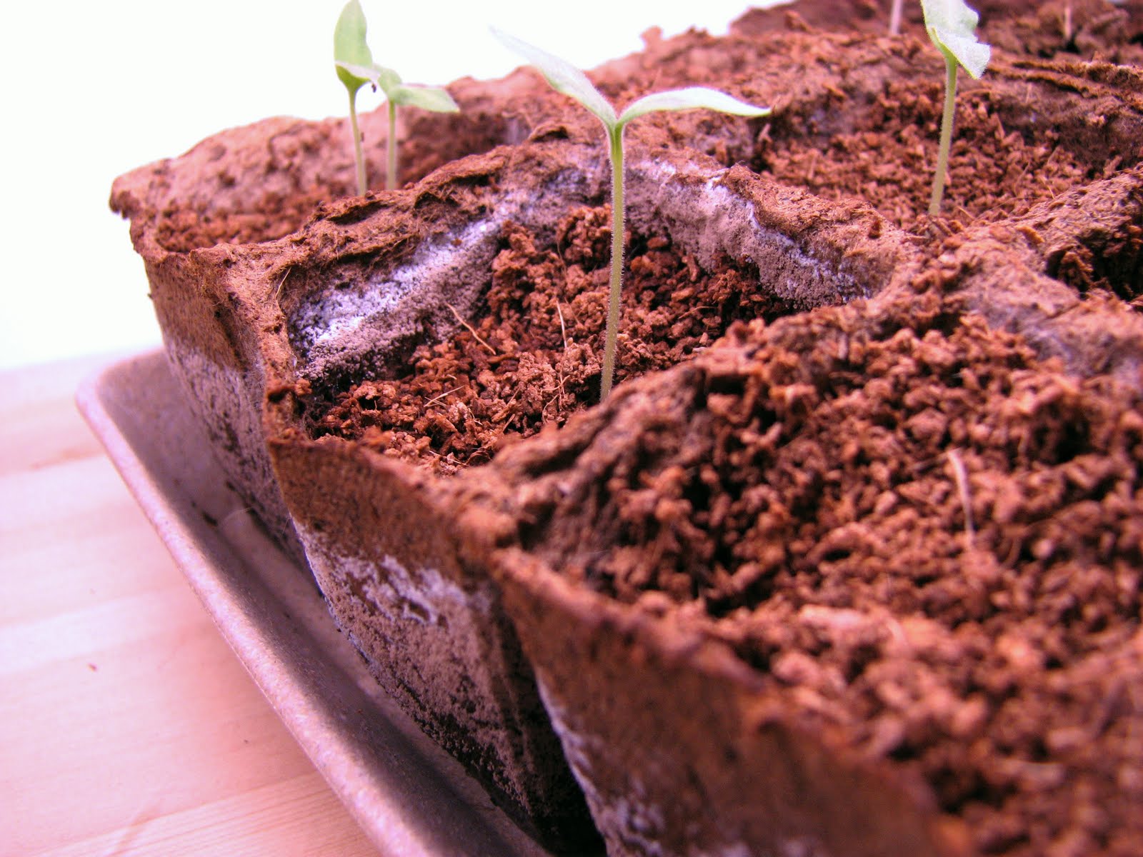 Red Pepper Flakes Garden on the Deck Moldy Seedlings & Dampened Spirits