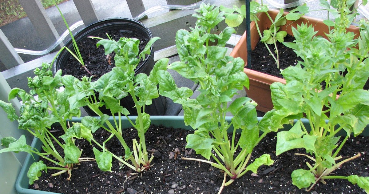 Red Pepper Flakes Garden on the Deck Bolted Spinach