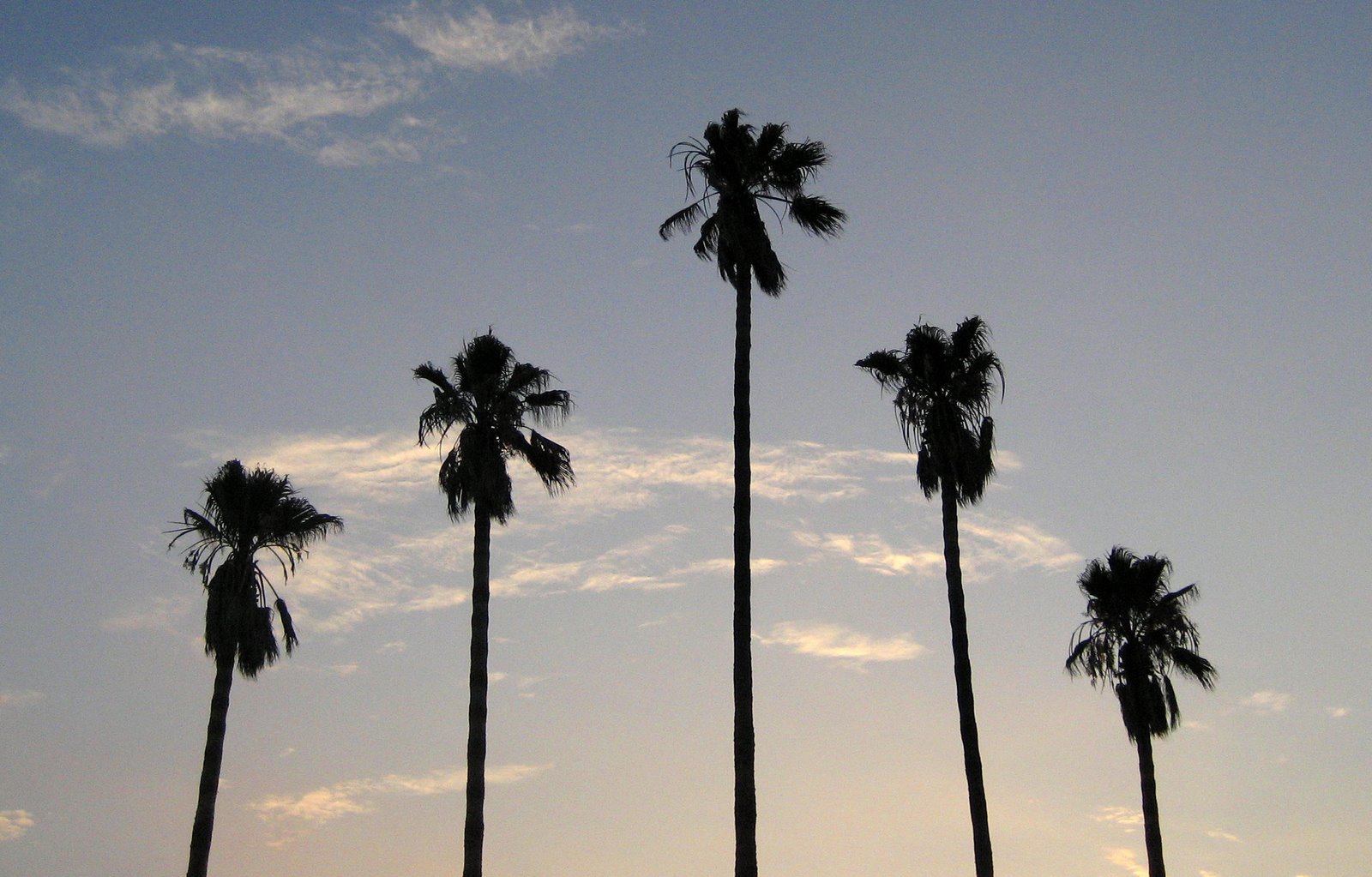 [five+palms+cr.jpg]