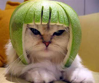 kitty lime
