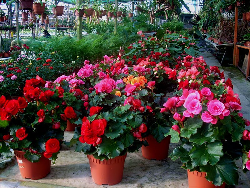 Cameron Highlands . Malaysia Travel Guide of Hotels and Tourist Places Cameron Highlands