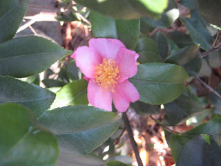Vegetal Jardins De Pan Jardinier Paysagiste A St Brieuc En