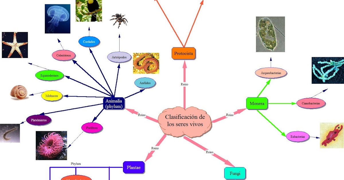 Proyecto Biosfera Clasificacion De Los Seres Vivos