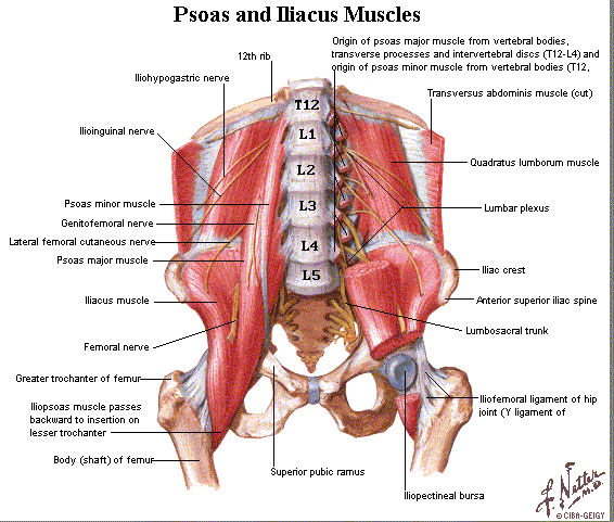 Hip Stress Fracture Hip Flexor Muscles-1.bp.blogspot.com