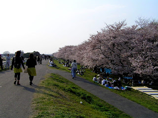 桜堤