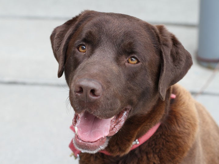 One Bark at a Time Cesar Chocolate Labrador Retriever