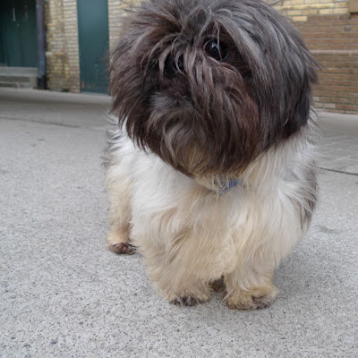 Shih+tzu+puppy+haircuts