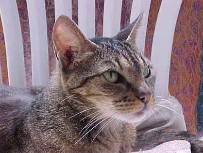 [olho+do+gato.jpg]