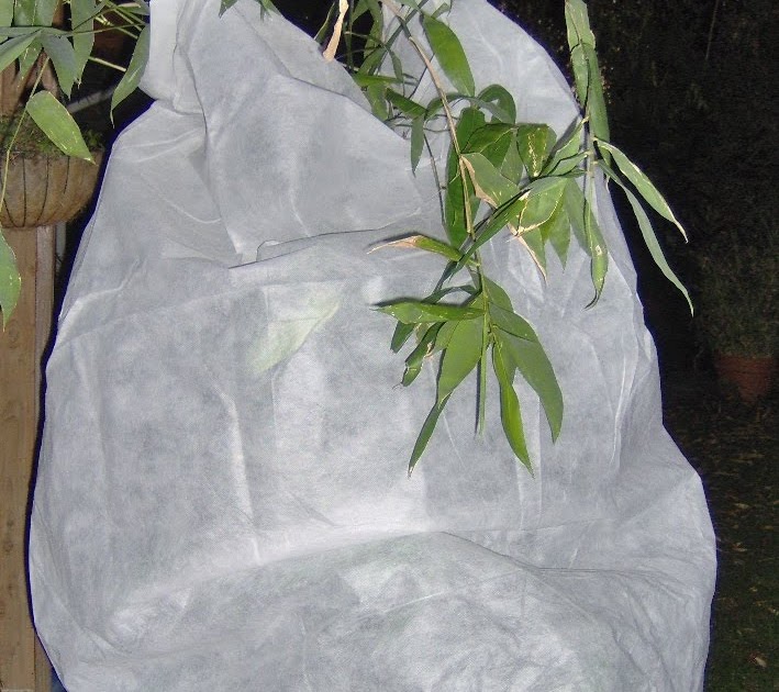 Bamboo Geek Bamboo, cold temperatures and frost