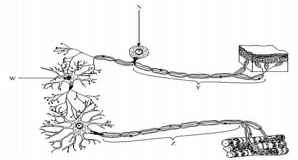 (C) Reflex arc (D) Both B and C Q:36: Select the correct choice for Label X (C) Reflex arc (D) Both B and C Q:36: Select the correct choice for Label X