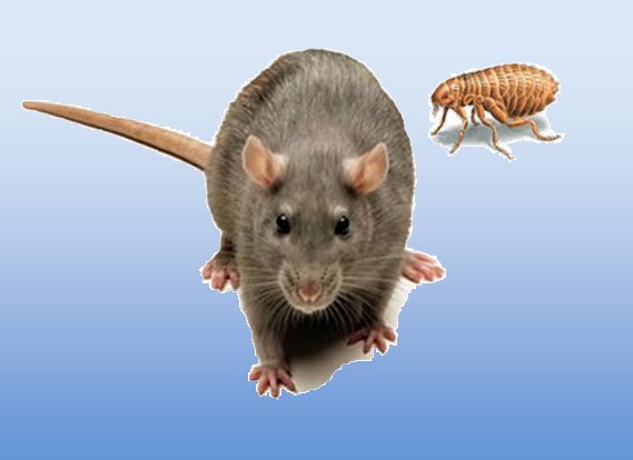 Peste Bubonica
