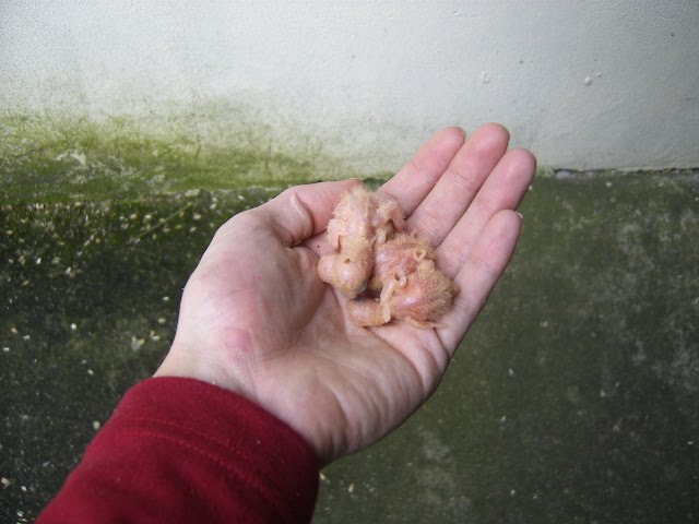 [DCAM0050.JPG]