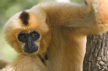 Rogier de la Pasture van der Weyden