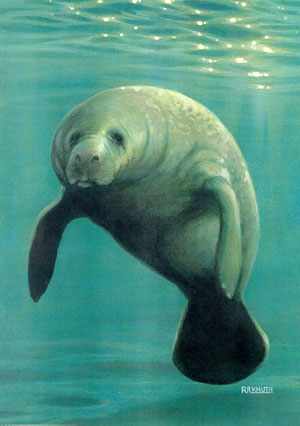 Sometimes I blog about stuff: Manatees and dugongs are not the same!